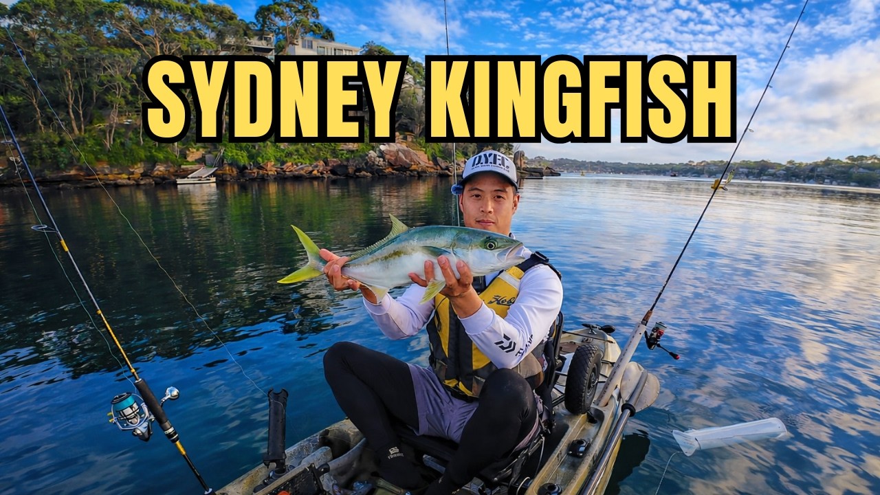 Kayak Fishing Sydney: LIVE Squid for Kingfish