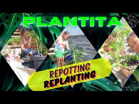 Repotting and adding new soil to my indoor plants. #plants #indoorplants #plantita