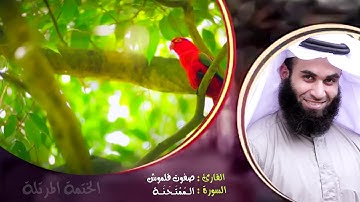 سورة الممتحنة | الختمة المرتلة | القارئ صفوت قلموش .HD