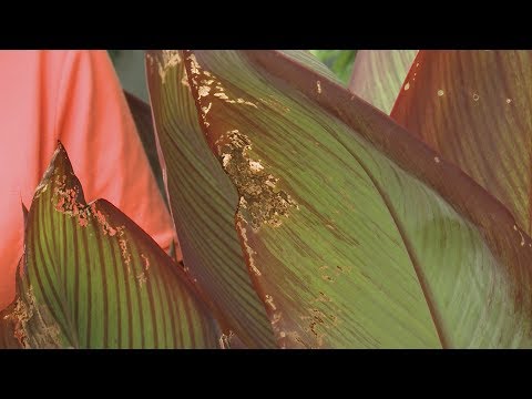 Video: Canna Lily Skadedyrsbekæmpelse: Behandling for insekter, der angriber Canna Lily Planter