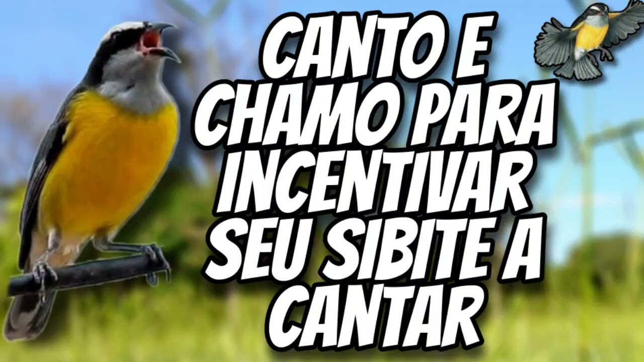 sibite cantando🙌🏼🤌🏼    #videos vídeos #videoshort vídeo #shorts  #sibite
