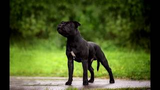 Стаффбуль Мани Вторая Выставка В 6 Мес Staffbul Money Second Exhibition At 6 Months