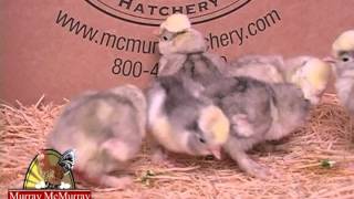 Sultans Murray McMurray Hatchery