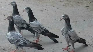 15 سال پرانے علی والے جوڑوں کے بچے تیار baby pigeons