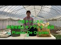 プランターで有機栽培をしよう！（植え付け編）Plantar De Organic