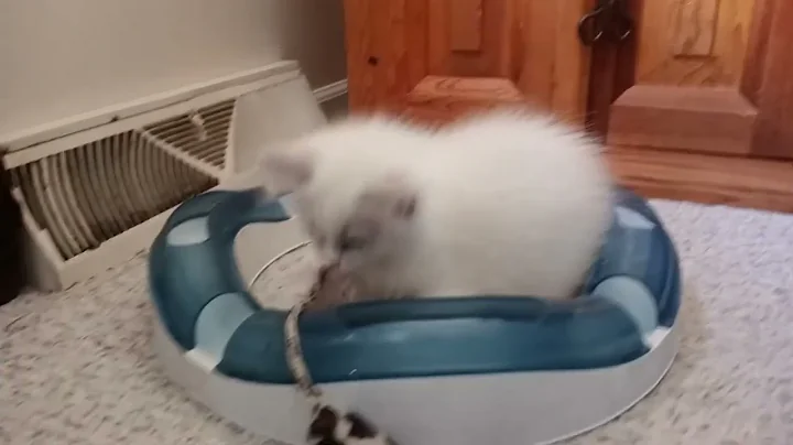 Video 6772751: lynx kitten, lynx female, home cattery, color kittens, kitten sweet