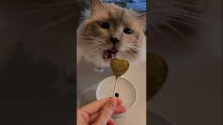 Trying a new flavor! #cattreats #cats #kitten