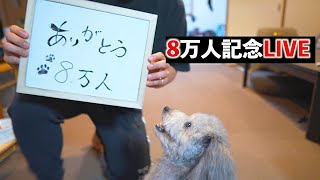 🐶チャンネル登録者8万人突破記念LIVEアーカイブ【トイプードルのグリィ】