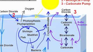 GW022 The Marine Carbon Cycle