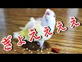 激辛唐辛子を食べるインコの様子🐤Parakeet eating chili