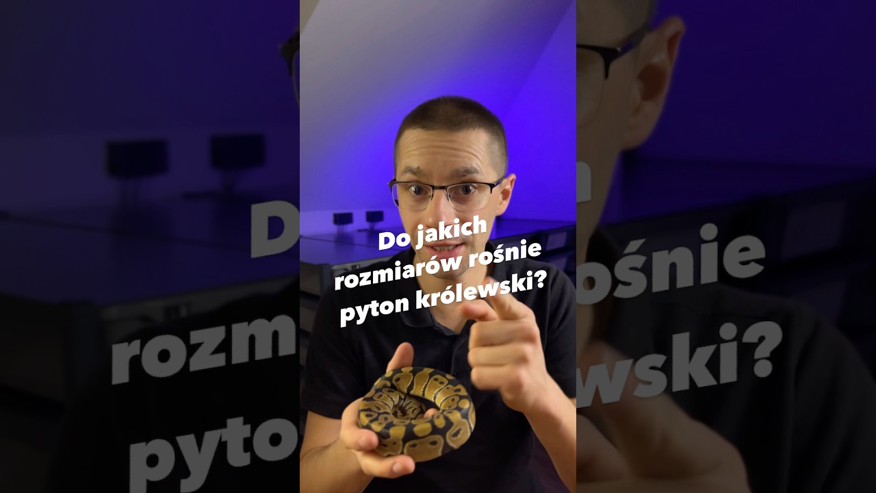 Do jakich rozmiarów dorasta pyton królewski? #pythonregius #snake #pyton #ballpython #reptiles #waz