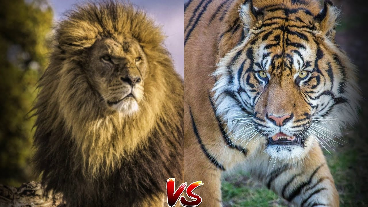 Кто победил лев или тигр. Лев против тигра. Тигр vs Лев. Берберийский тигр.