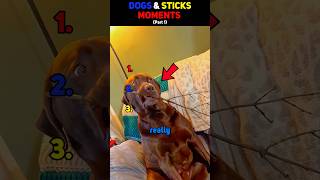 Dogs And Their Love For Sticks 🐶🪵 (Part 1)