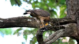 Crested Serpent Eagle has a retractable crest atop its head - one hell of a predator!