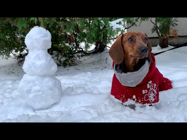 Dog Boots for Dachshunds