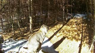 Rutland Ma Wildlife Coyote And More Bobcat Pooping