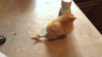 How to fix dislocated leg on chicken - YouTube