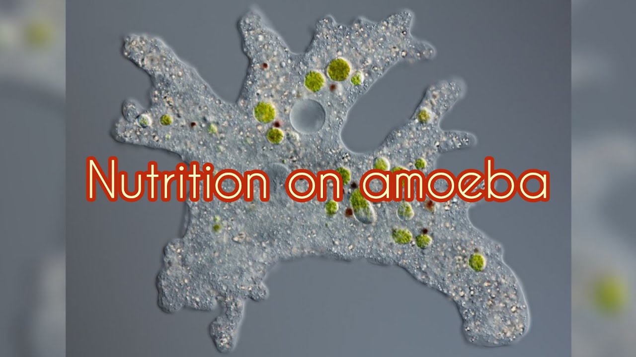 nutrition of amoeba| an animation by Manik Chandra Nath and students of Barapujia HSS
