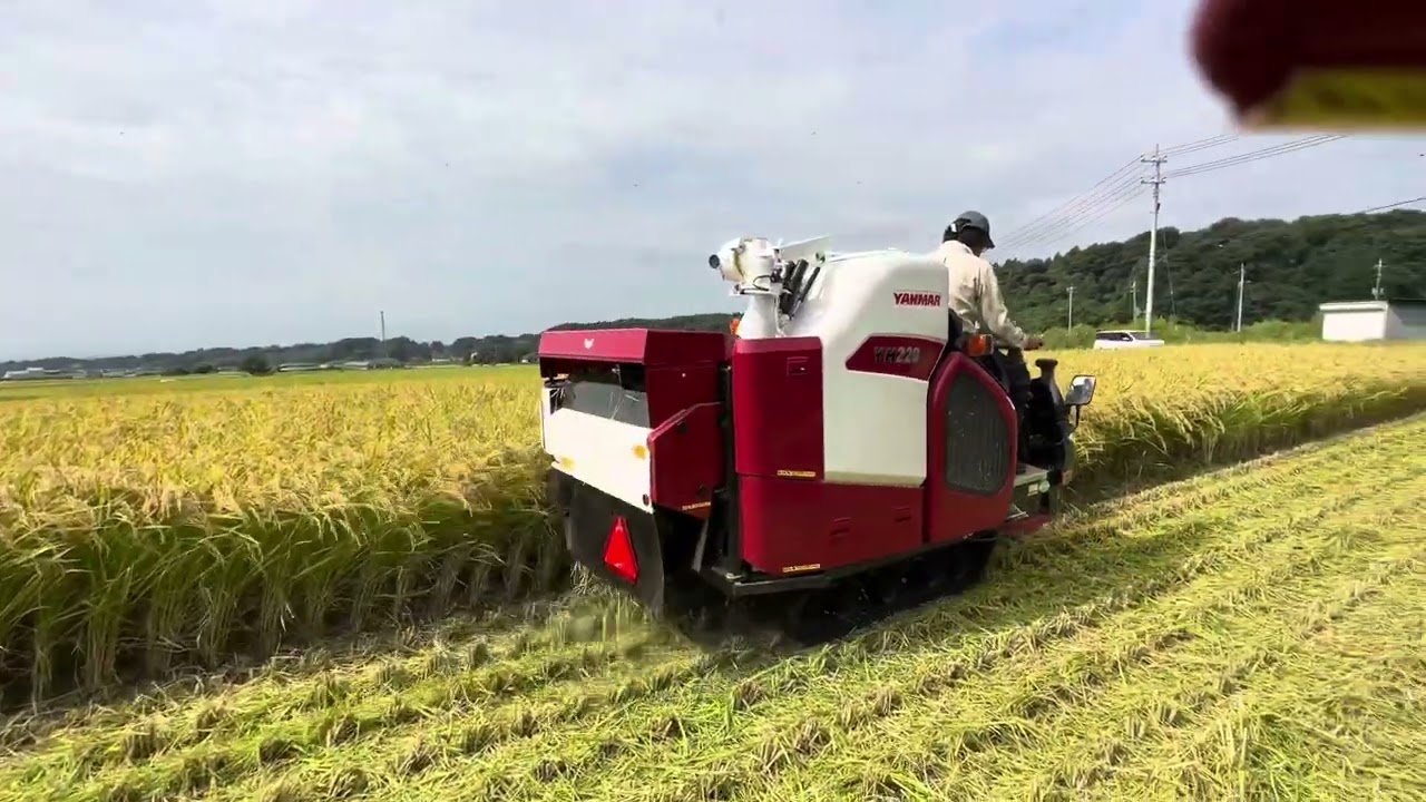 令和5年9月15日、稲刈りです。ヤンマーコンバインを買って良かったです