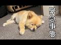 【緊急事態】ポメくんの体に異変が現れました…