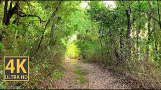 Cloudy Forest Nature Walk (With Ambient Nature Sounds And Music)