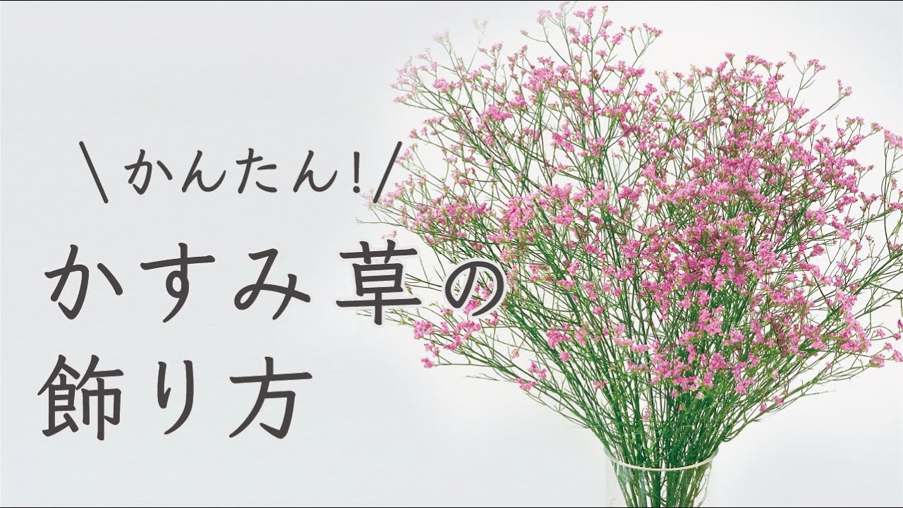 染かすみ草を長く楽しむコツ 水揚げ動画 よいはな Yoihana 最高品質のお花をお届けするネット通販