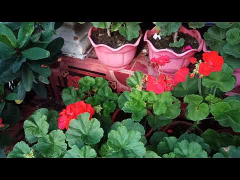 Video: Pelargonium Harum Dan Berbunga Besar