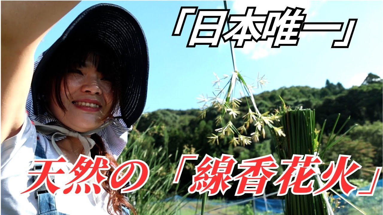 A rare crop cultivated by only nine households in Japan, and the