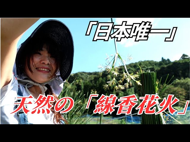 A rare crop cultivated by only nine households in Japan, and the