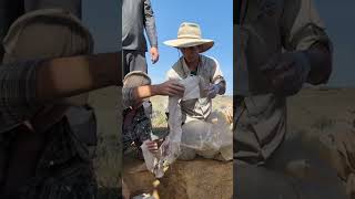 First Time Jacketing a Dinosaur Bone for 2025! #paleontology #fossil