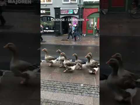 Hilarious Geese March In European Parade Shorts