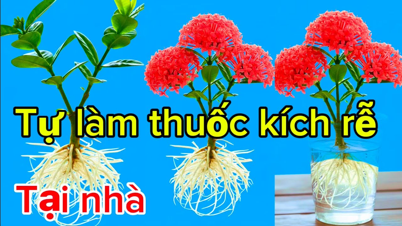 Самодельный стимулятор корнеобразования для черенков, который поможет им укорениться на 100% быст...