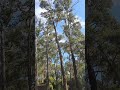 Tree Removal 25