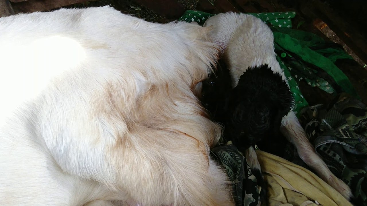 Kambing beranak 