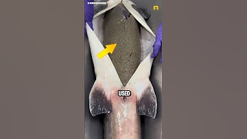 The Secret Behind Caviar Harvesting 😵 #shorts