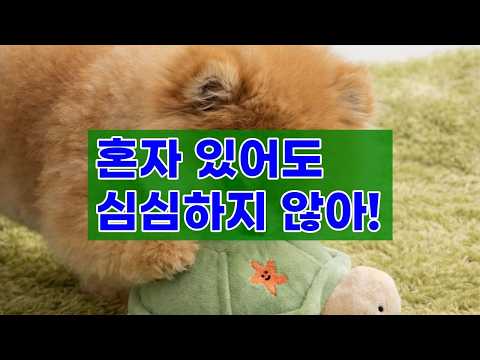 혼자 있는 강아지를 위한 최고의 선택! 바잇미 점핑부기 노즈워크 자동 장난감