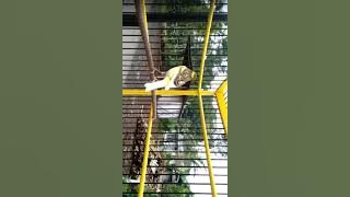 Burung kenari lokal rasa f1