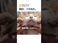 昇天寸前の猫
