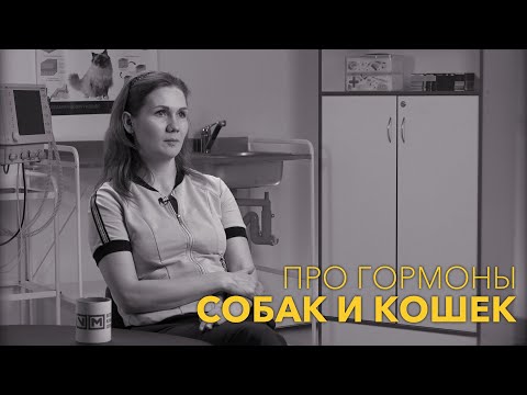 Про гормоны у собак и кошек