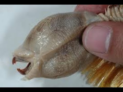 STRANGEST Creatures In The Arctic And Antarctic