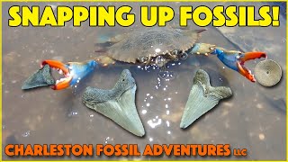 Snapping Up Fossils! | Charleston Fossil Adventures