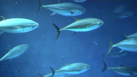 Solomon Islands: Saving the Pacific’s Tuna