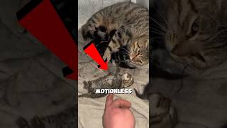 Tiny Kitten Was Lifeless… Until the Owner Refused to Give Up #cats #wholesome #kittenrescue #kitten