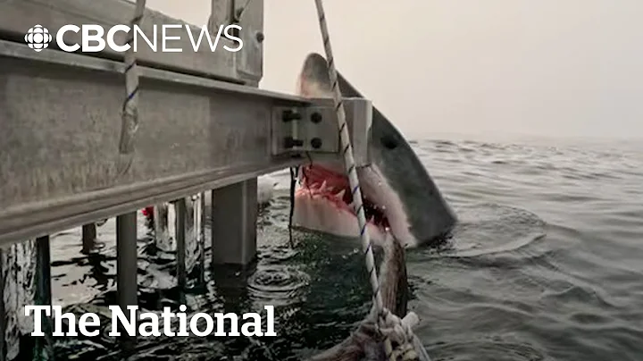 #TheMoment a great white shark surprised Halifax researchers