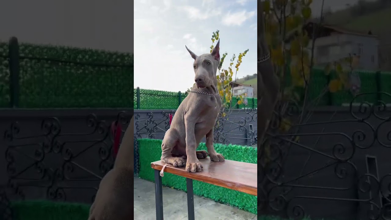 Kırk yılda bir doğan Luna*Kenzo yavrusu 100 günlük Fawn(izabel) renk Doberman🥰