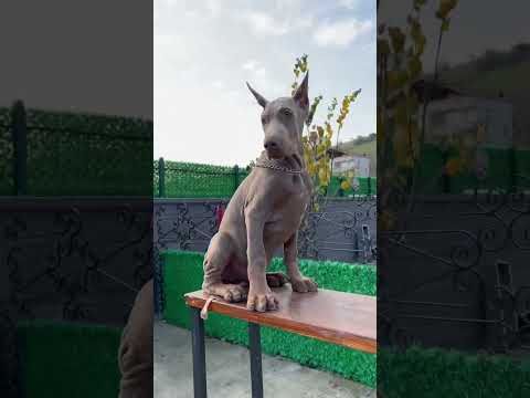Kırk yılda bir doğan Luna*Kenzo yavrusu 100 günlük Fawn(izabel) renk Doberman🥰