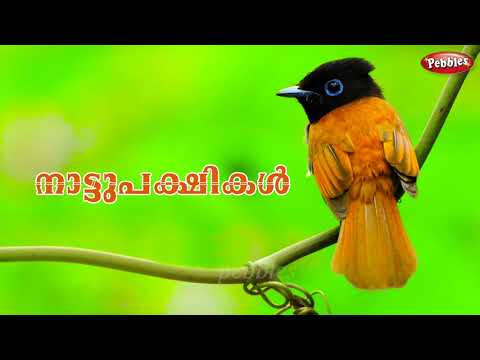 Kerala Birds |നാട്ടുപക്ഷികൾ |കേരളത്തിലെ പക്ഷികൾ |