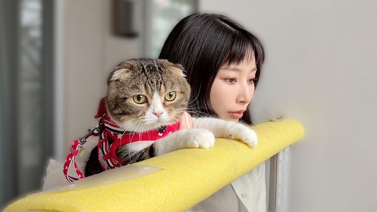 大好きなお兄さんがいないと猫が騒ぐので外まで探しに行ってみた結果