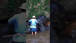 ELEPHANTS in CHIANG MAI! Chiang Mai Travel Guide #travel