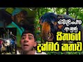 මහරගම සීතාට ඇත්තටම වෙඩි තියලා - වීඩියෝ